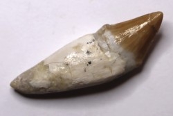 Platyosphys aithai - Barthonien - Gueran, Maroc