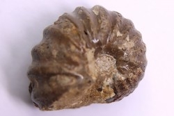 rare salaziceras salazacense - Albian  - Penzesgyor, HUNGARY