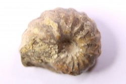 rare salaziceras salazacense - Albian  - Penzesgyor, HUNGARY