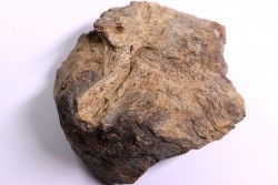 dinosaure bone: TRICERATOPS HORRIDUS