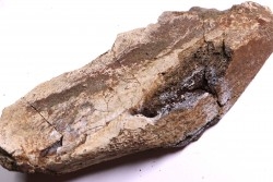 dinosaure freak: TRICERATOPS HORRIDUS