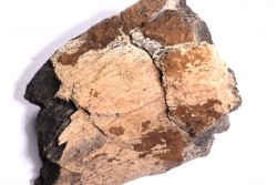 Dinosaure: os de TRICERATOPS HORRIDUS - Hell Creek  Fmt - crétacé sup. - Glendive County, Montana