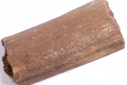 dinosaure bone: TRICERATOPS HORRIDUS