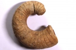 plectoceras robertsoni