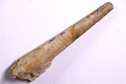 Proteoceras sp. - Middle ordovicien - Grand Detour  Fmt - Rock Co., Wisconsin, USA