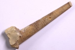 Proteoceras sp. - Middle ordovicien - Grand Detour  Fmt - Rock Co., Wisconsin, USA