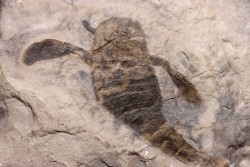 EURYPTERUS REMIPES - Silurien - Fiddler's Green FMT - Herkimer County, NY – USA