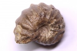 rare salaziceras salazacense - Albian  - Penzesgyor, HUNGARY