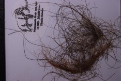 MAMMOTH HAIR from Siberia