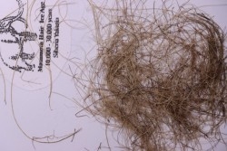 MAMMOTH HAIR from Siberia