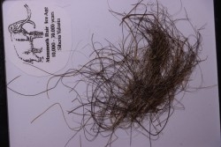 MAMMOTH HAIR from Siberia