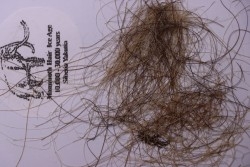 MAMMOTH HAIR from Siberia