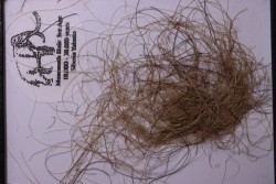 MAMMOTH HAIR from Siberia