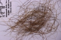 MAMMOTH HAIR from Siberia