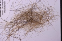 coffret vitré poils de MAMMOUTH de Siberie