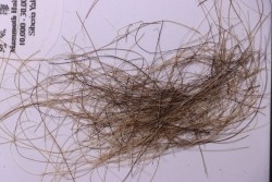 MAMMOTH HAIR from Siberia