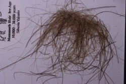 MAMMOTH HAIR from Siberia