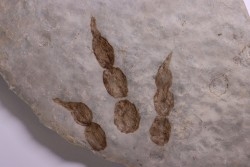 dinosaur foot print : Grallator variabilis