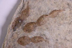 dinosaur foot print : Grallator variabilis