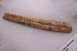 os penien d'ours des cavernes  Pléistocène   Europe de l'ouest