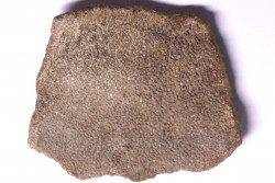 dinosaur titanosaur saltasaurus egg shell