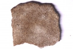 coquille d œuf de dinosaure TITANOSAURE: SALTASAURUS