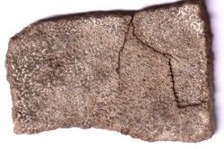 dinosaur titanosaur saltasaurus egg shell