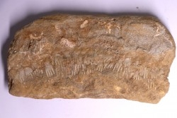 schizorhiza stromeri - Maestrichtien - Oued Zem, MAROC