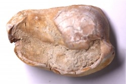 bulla tympani de BASILOSAURUS sp.  Platyosphys aithai - Barthonien - Sahara occidentale
