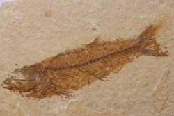 Mioplosus labracoides