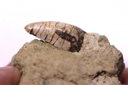 Rutiodon ruetimeyeri - Rhétian - Saint Nicolas de Port (54) - FRANCE