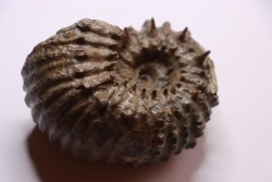 DOUVILLEICERAS MAMMILATUM