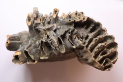 PATHOLOGIQUAL MAMMOTH TOOTH:  Mammuthus primigenius // Pléistocène // Zemst, Belgium