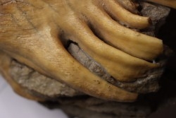 MAMMOTH TOOTH:  Mammuthus primigenius -  Pléistocène - North sea