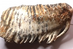 MAMMOTH TOOTH:  Mammuthus primigenius -  Pléistocène - North sea