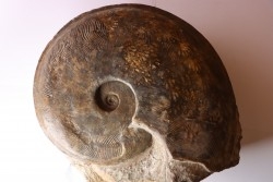 Harpoceras subplanatum - TOARCIEN - Carriere Belmont - LYON - FRANCE