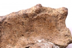 dinosaure freak: TRICERATOPS HORRIDUS