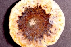 ARAUCARIA MIRABILIS