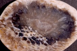 ARAUCARIA MIRABILIS
