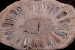 ARAUCARIA MIRABILIS