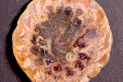 ARAUCARIA MIRABILIS