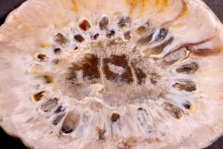 ARAUCARIA MIRABILIS