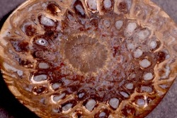 ARAUCARIA MIRABILIS