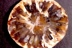ARAUCARIA MIRABILIS