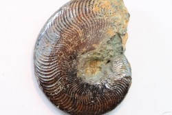 Polyplectus discoides - Toarcian - Millau area, FRANCE
