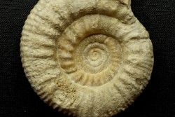 Subgrossouvria crassa  - callovian - Montreuil Bellay - FRANCE