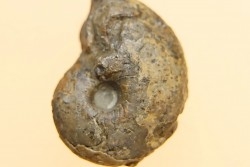 goniatite: MANTICOCERAS intumescens - upper Frasnian Mariembourg, BELGIUM