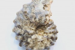 Mammites nodosoides - Turonian - Asfla – Goulmima – Morocco