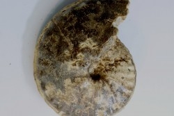 Choffaticeras segne - Turonian - Asfla – Goulmima – Morocco