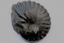 Nicklesia pulchella - Barremian - Colombia